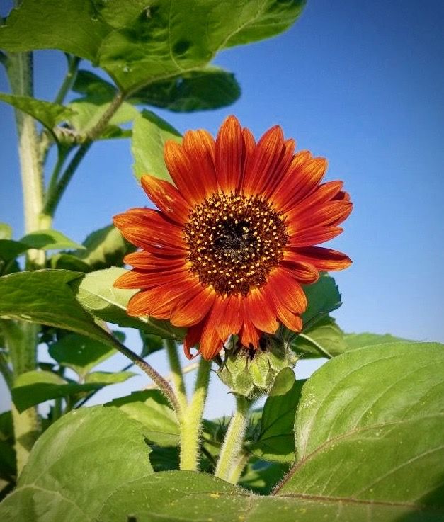 Stuckey Farm Market tweet media