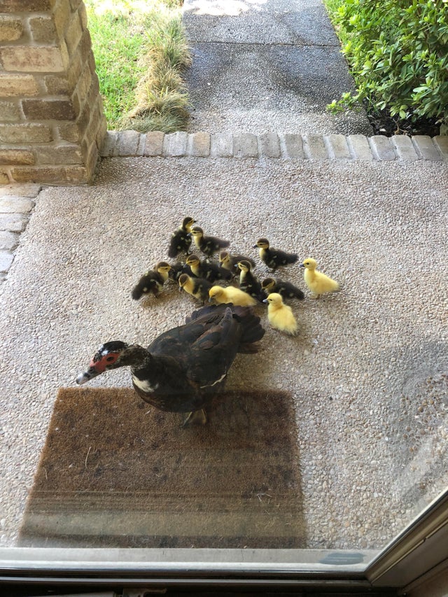 Reddit's tweet photo. "Every year this mama duck brings her babies to my house and I help her take care of them. This morning I opened my door to 13 new peeping fluff balls." 

https://t.co/UJUIuA2RED via r/aww https://t.co/3vnYCF43am