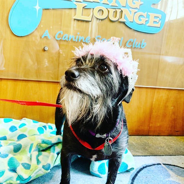 barkinglounge's tweet photo. Happy birthday Miss Vera!!!!! #twoyearsoldtoday #birthdaygirl #livingherbestlife #daycaredog #barkingloungedogs #vera #bestdayever https://t.co/SiqcEnsyUM https://t.co/LYSN0vo552