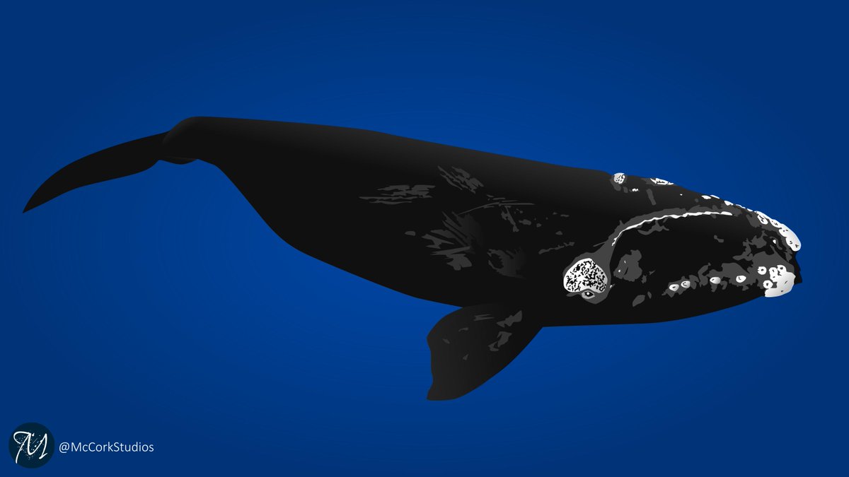 McCorkStudios's tweet photo. This vector was drawn for a project looking at how marine mammals &amp; seabirds can be indicators of change in the #ocean

The beautiful Southern Right Whale - perfect for a #WhaleWednesday

#vectorart #whale https://t.co/quExTdAN8u