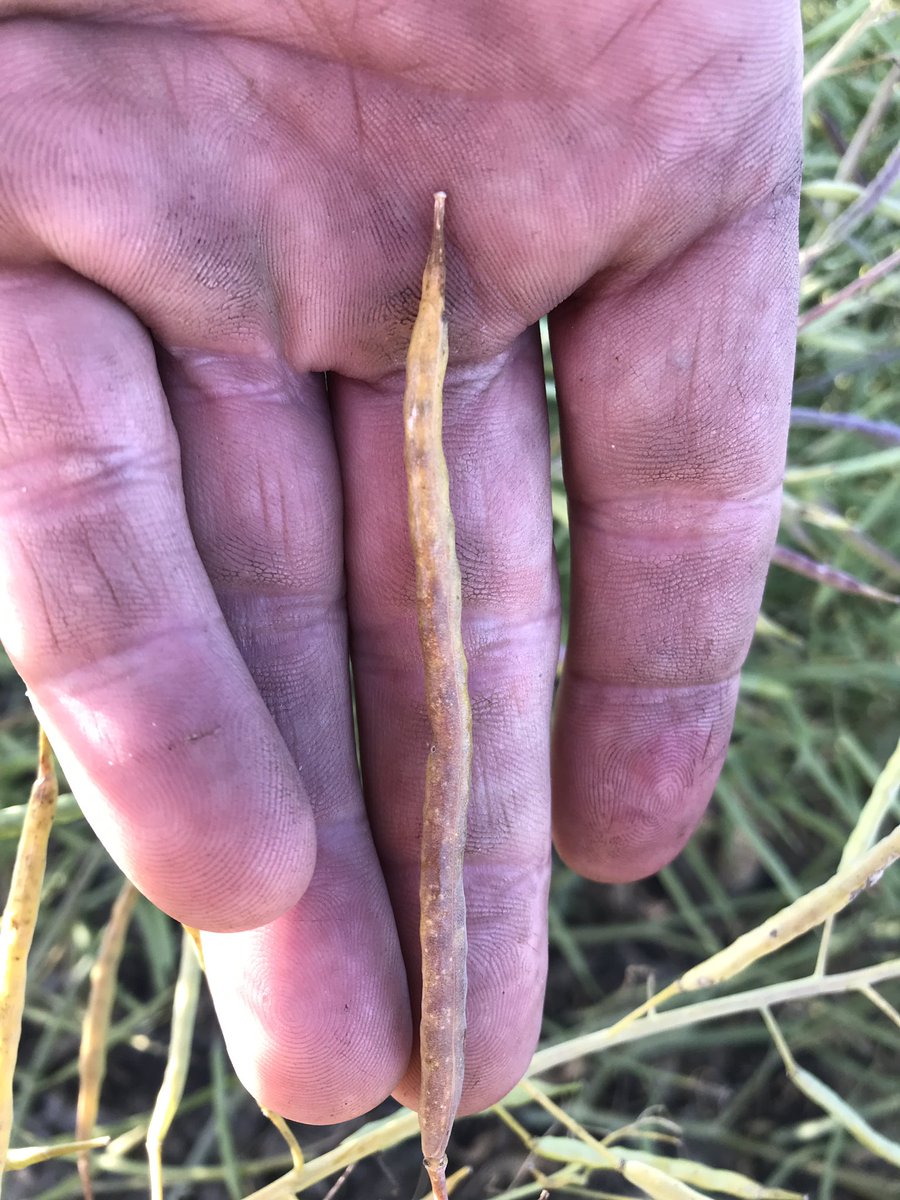 GregMcLaren2's tweet photo. Pardon my language but son of a beach those are some big pods on that 6090 Brett Young canola @BrettYoungSeeds @DevoBryant @AlVanCaeseele #gonnaputmeinhighertaxbracket https://t.co/IDCjelycpf