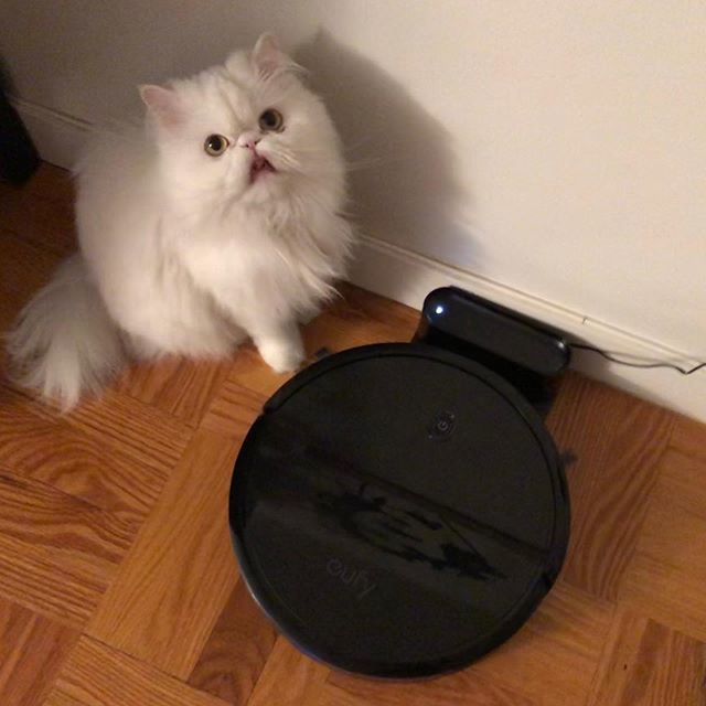 misspicklescat's tweet photo. I told my new bestie dat dis was a sillyface photo, but somehow I don’t fink dat he was listening. How rude!!! 🙀 #tongueouttuesday #tongueout #tot #roomba #squadgoals #besties #bff #silly #catswiththeirtonguesout #tuesdaymotivation #tuesday https://t.co/uHpczaOnzs https://t.co/5bhFRDzXTn