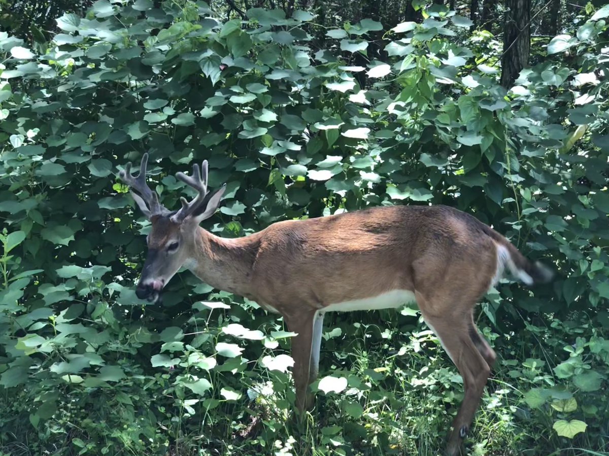 Lou Eckhart tweet media