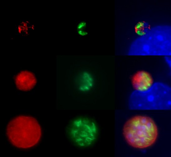 PLOSBiology tweet picture