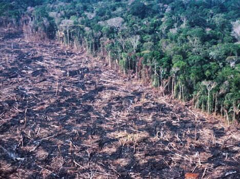 hiantonio_'s tweet photo. #URGENTE | Cuando se incendió #NotreDame el mundo lloró, países y famosos donaron millones de dólares para su reconstrucción inmediata. El #Amazonas lleva 16 días incendiándose y nadie hace, ni dice nada, se está perdiendo #flora y #fauna irreparable de un pulmón del planeta 🌏 https://t.co/7ae2nuXtee