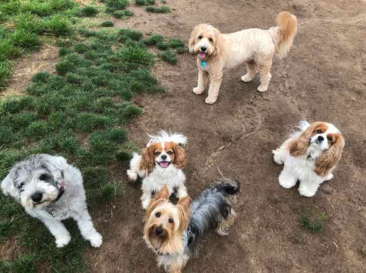 dogzenergy's tweet photo. 🐾 😎 Squad goals! #littledogparkadventure #dogzenergy #dogfriendly #animal #dogsofinstagram #puppies #adorable #dogogram #summer #instapuppy #puppiespfinstagram #lajolla #summerininlajolla #summerishere #failliscoming https://t.co/UMBUQGsWo8