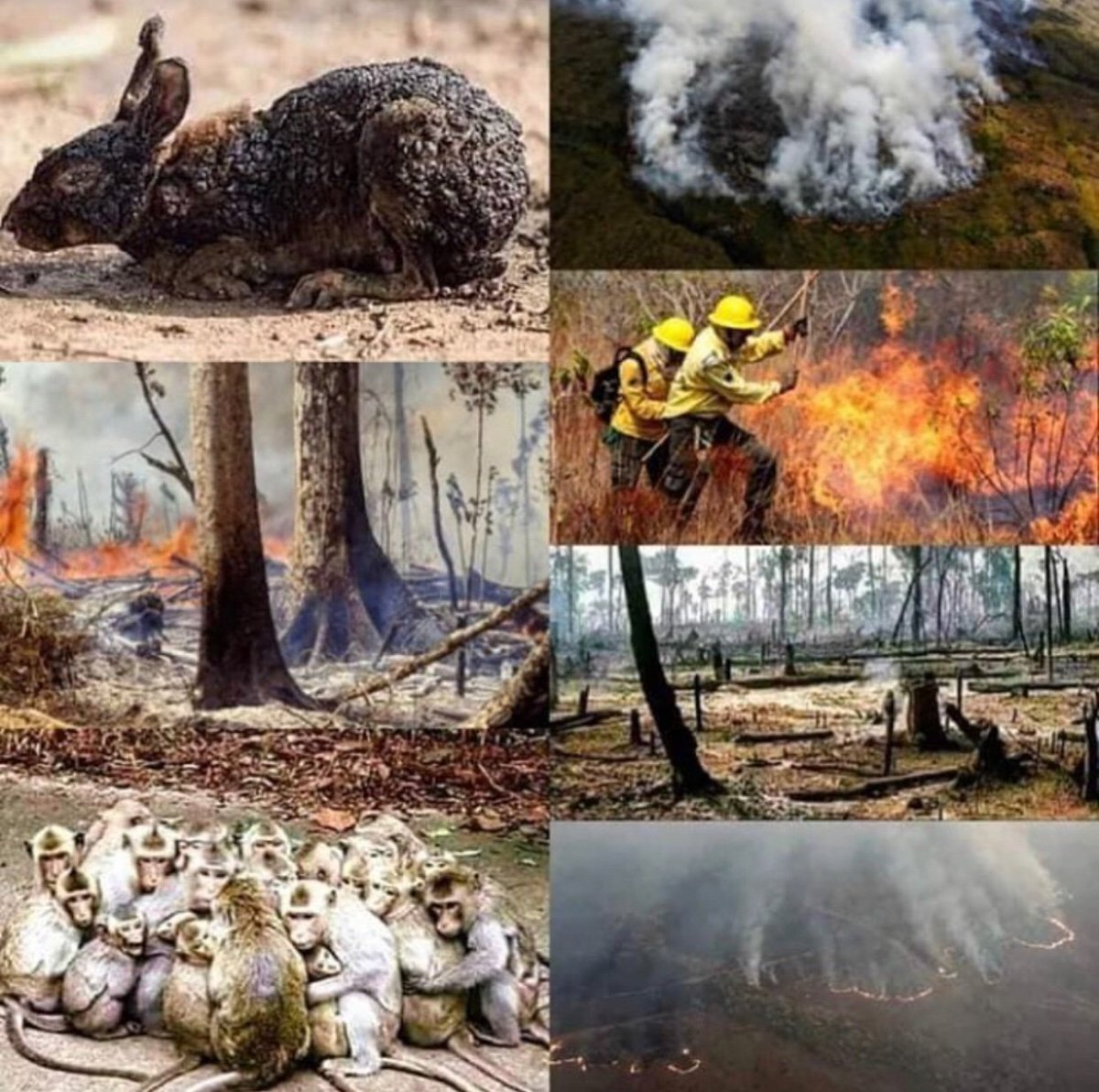 nickysf's tweet photo. #PrayforAmazonia #IncendioForestal #AmazoniaOnFire why is this not in every single new in the media!? 😱🤯🖤😭 #luto https://t.co/CEEXg5M6Xu