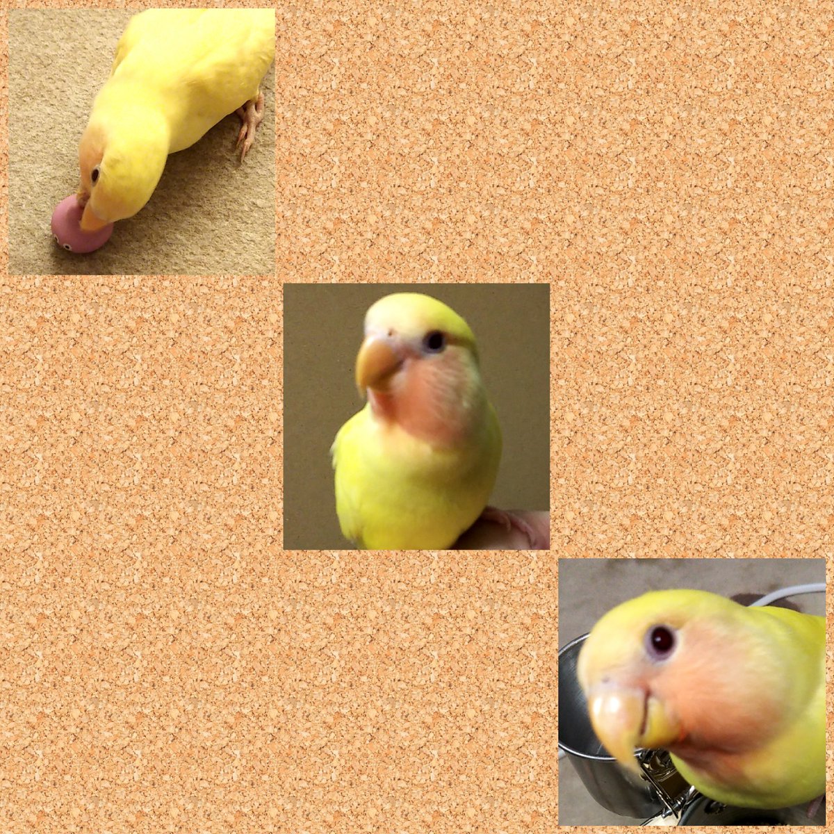 jerrym157's tweet photo. pretty family  ' Tweety 🐤 ' ♥️ https://t.co/mllxBGm20G