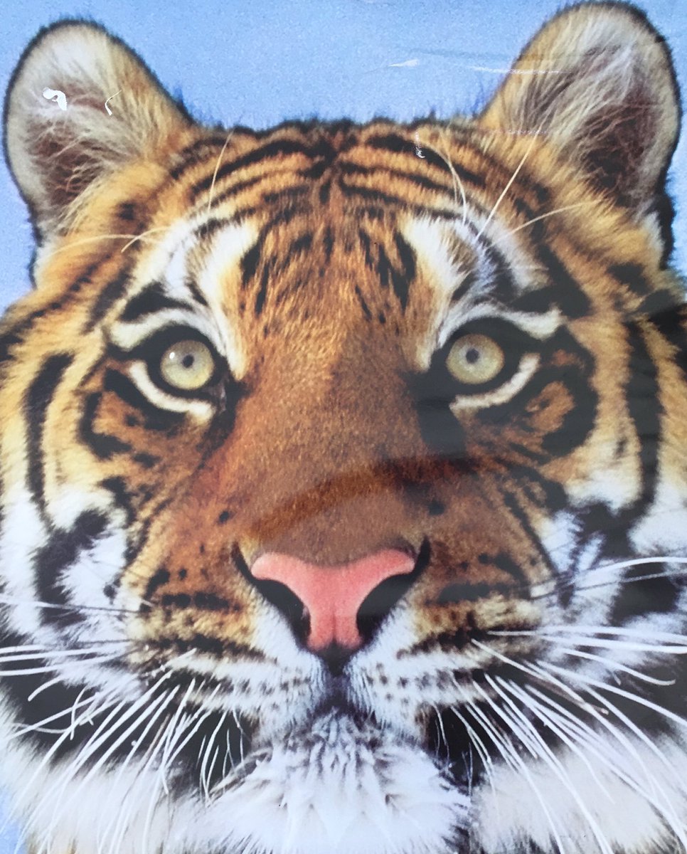 teeohhcmu's tweet photo. So honored and FIRED UP to be involved with Team Tiger at the @CMULSafari @CMUniversity Pizza with Professionals! I can’t wait to see what these freshman accomplish! STAY FIRED UP! 🔥👆@Payton_Wolbert https://t.co/vfwNGYVkoL