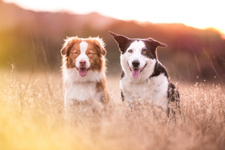 Studies show that getting a pet can reduce your health care costs🐶🐱
ow.ly/IhQD50vxNLj