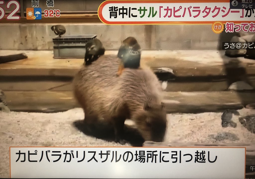 とがちん グッドラックよkj V Twitter カピバラタクシー 東武動物公園で見られると カピバラの上にリスザルが 今村の上に西川と菊池が乗ってるのかwいや 坂倉だったら一人でリスザルっぽいぞ で 伝えてたおねーさんの一言 これってネズミの上に猿が乗っ