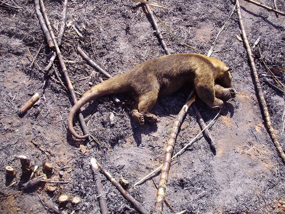 La selva Amazónica, de donde viene el 20% del oxígeno del planeta, lleva 16 días en llamas.
Por lo que parece no es algo importante y hay que enterarse de estas cosas por twitter... 
Ayudadme a difundir y hacer eco de esto, es importante que la gente se entere.
#PrayforAmazonia