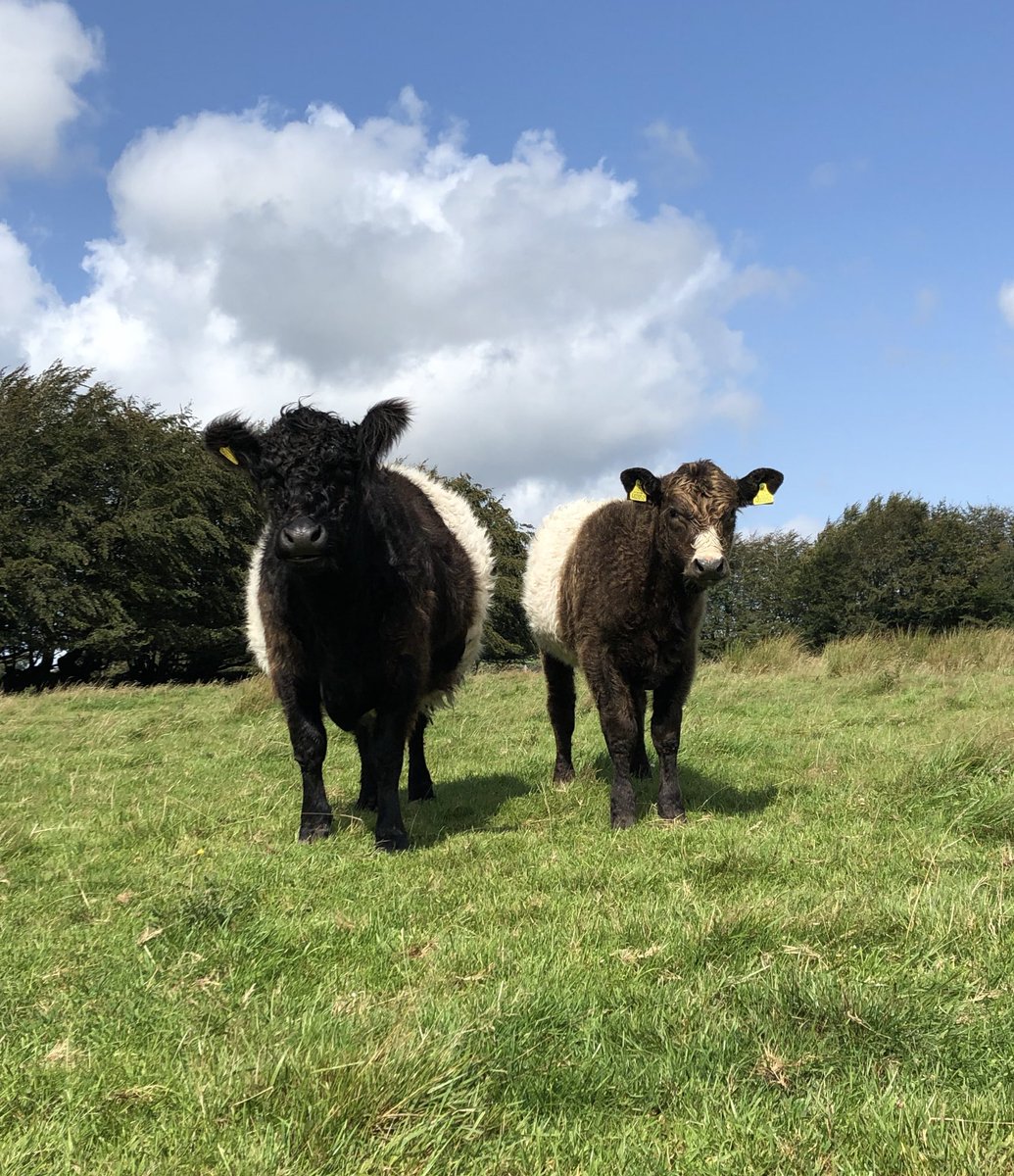 newlandfarm's tweet photo. Someoneโs grown #SimmentalX https://t.co/nSfZVLLVoD