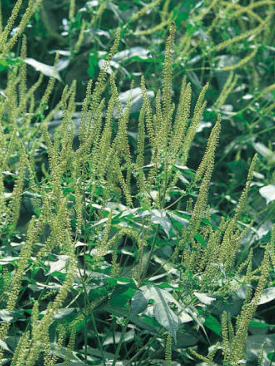 根絶すべく立ち上がろう 個人的田舎に生えてるクソ雑草tierリストがマジでどれもクソ Togetter