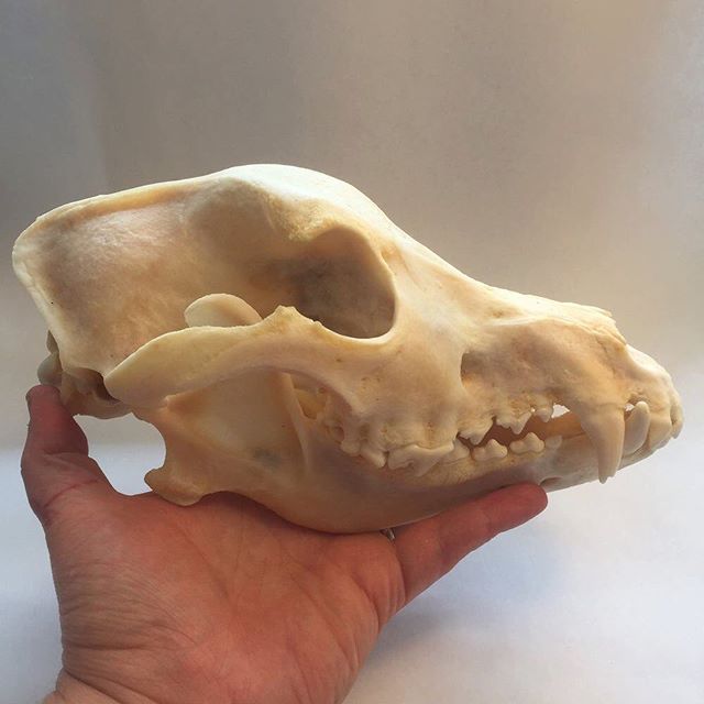 Big huge canine skull! #taxidermy #curio #curiosity  #dptaxidermy #odd #oddity #weird #goth #occult #cabinetofcuriosities #fossil #crystal #mineral #crystalhealing #treasuresoftheearth instagram.com/p/B1Zu1XCH9LX/