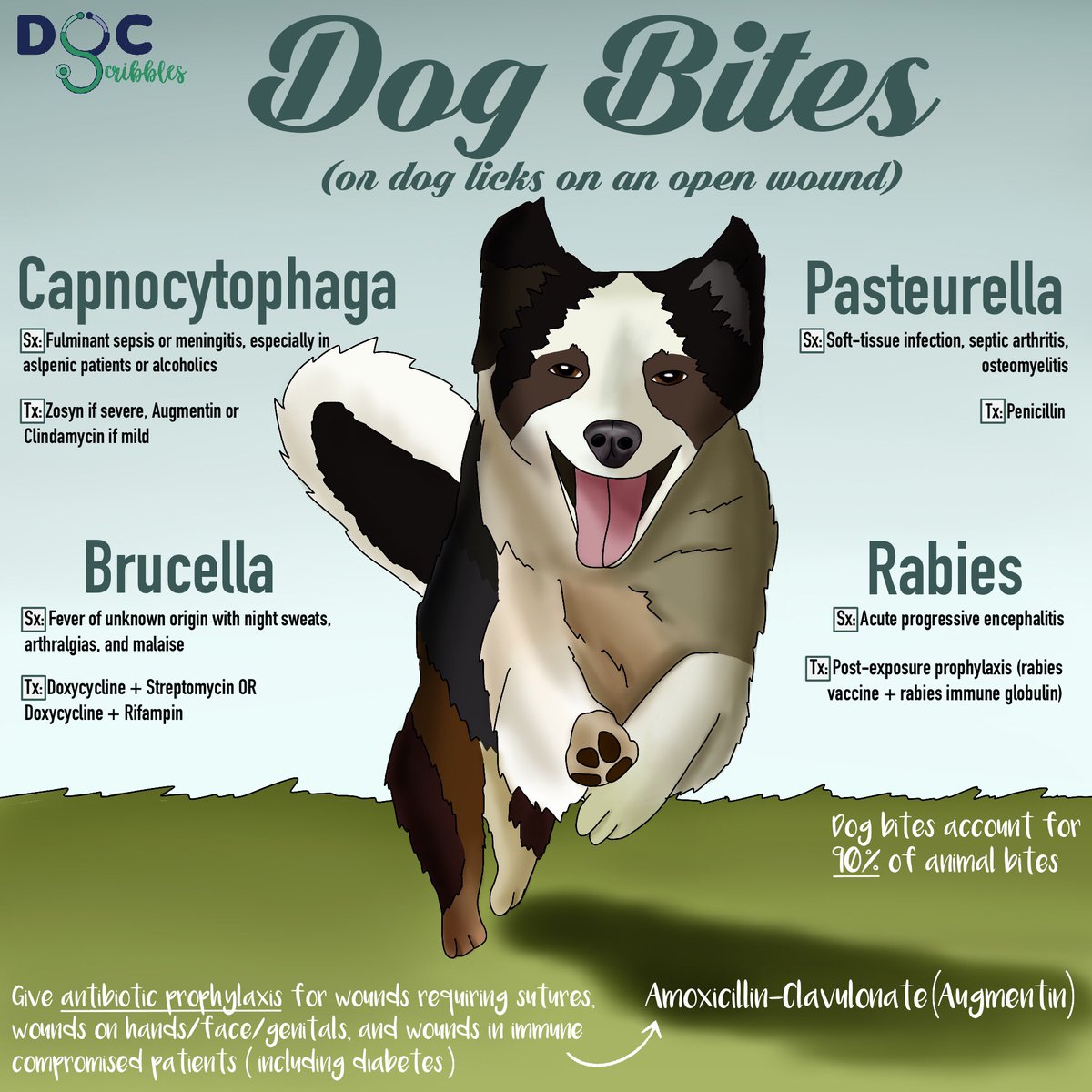 Can I Take Amoxicillin For A Dog Bite