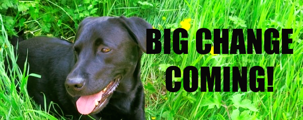 Leadandlearnni's tweet photo. BIG CHANGES AHEAD! 
So heres the beef - we are RE-BRANDING!! AND... we will now also be adding puppy training classes for adults as well as still running our fun children's clubs (albeit with a few tweaks and new ideas!) 🐶
#newname
#leadandlearnni
#dogtraining https://t.co/8rCqmPnp7n