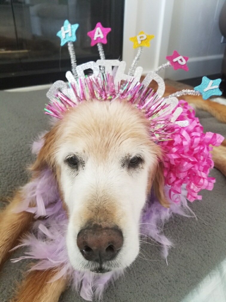 Around here, birthdays are a big deal... Happy 15th to Roxy!