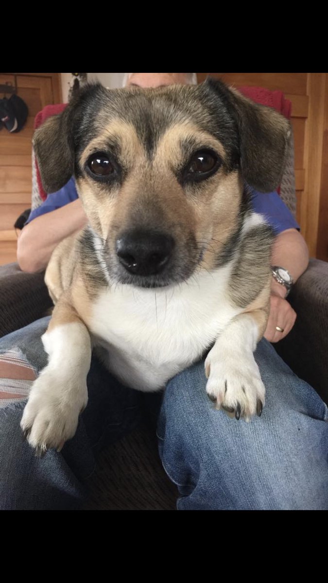 karla_allan's tweet photo. @Michael5SOS This is my dog Tractor!!! https://t.co/5p62FJNWMq