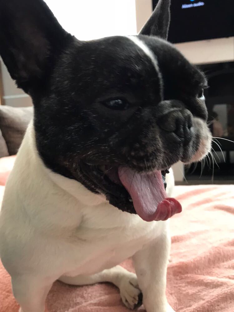 lizzyxafi's tweet photo. @Michael5SOS since i dont have a cute puppy like my bf here is hers: https://t.co/TpE4fszL7X