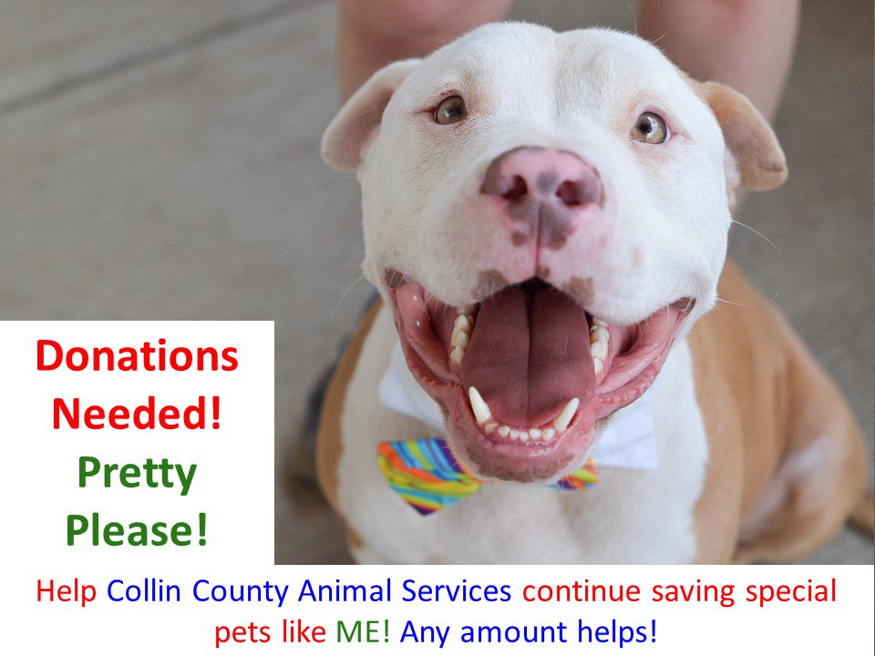 CollinCountyAnimals tweet media