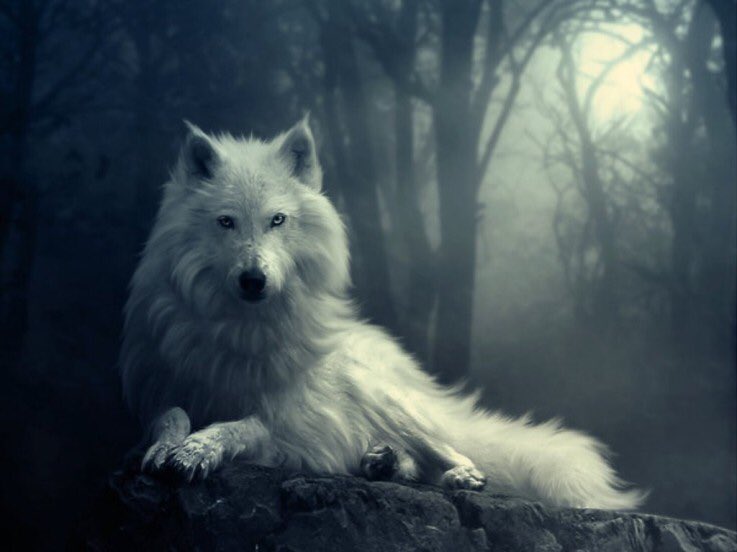 __WhiteBlossom's tweet photo. “Excuse me, have you seen a white wolf passing by?”

🌸War Maiden

🌸Companion; White Wolf (named Bear)

🌸Weapon; Owl Shield and Omega Sword

🌸Sweet and Dangerous 

🌸Ship with chem

🌸Not new to RP 

🌸Extremely friendly Writer

🌸Soul Calibur OC https://t.co/XewUuVW2ns