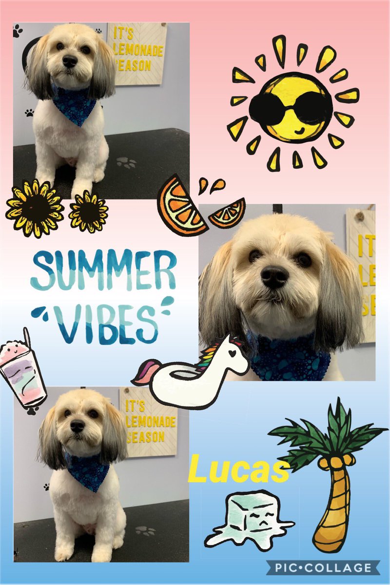 BuddysLot's tweet photo. Lucas
#havanese. #karensgrooms. #handsomepuppy https://t.co/MwQoZZsUNB
