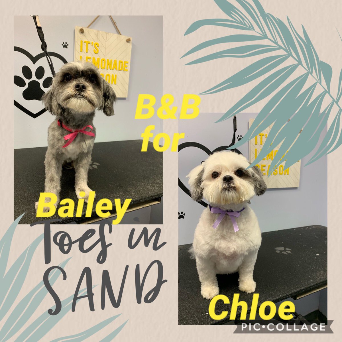 Bailey&Chloe
#buddys. #siblinglove smalldoglove.