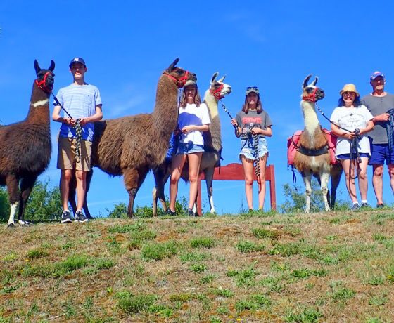 A self guided  tour with Hanmer Llamas allows you to meet, interact, photograph and experience the friendly &amp; curious llamas  in the relaxed, picturesque alpine environment of Hanmer Springs.#hanmer #llama #nzmustdo
mustdonewzealand.co.nz