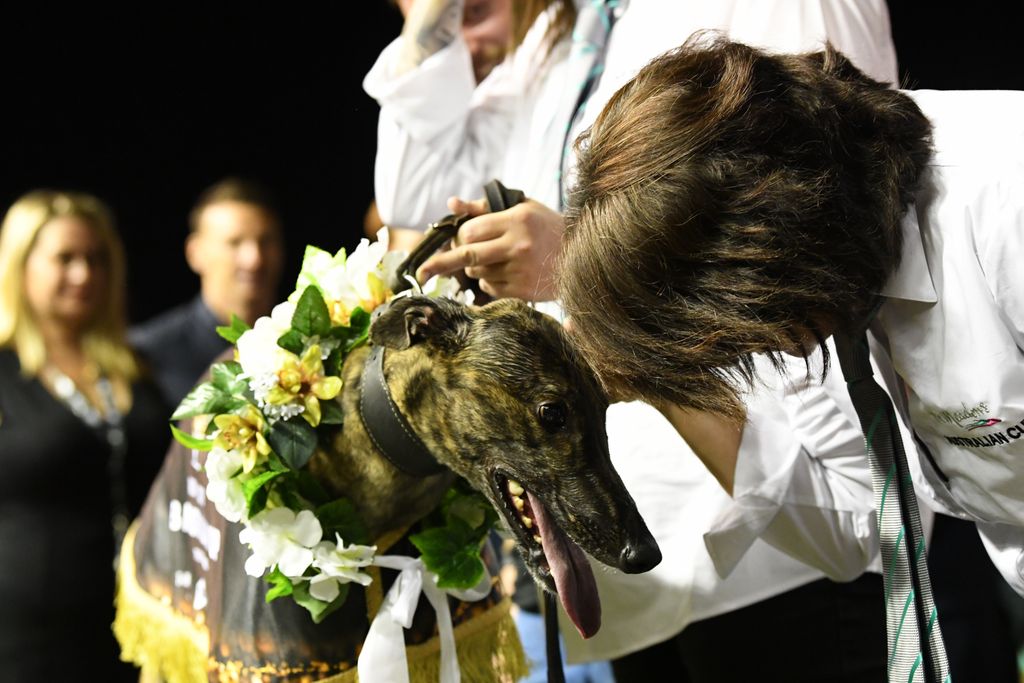 MelbourneGreys's tweet photo. The Group 1 @tabcomau Australian Cup now worth $300,000 to the winner! MORE: https://t.co/mE8mw4ntUF @GRV_News @SkyRacingAU @RSN927 #themeadowsdogs https://t.co/RLQiTmzGJe