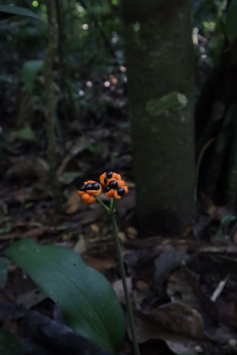 BrynaDeFede's tweet photo. Since all the plants and animals are in danger in the Amazon Rainforest due to the fire, here are some pictures I took when I was there a few months ago. #AmazonRainforest https://t.co/Rmpj5dbRh6