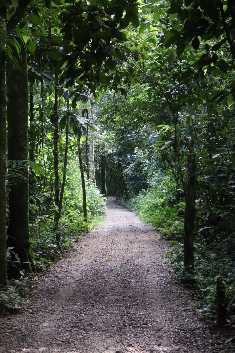 BrynaDeFede's tweet photo. Since all the plants and animals are in danger in the Amazon Rainforest due to the fire, here are some pictures I took when I was there a few months ago. #AmazonRainforest https://t.co/Rmpj5dbRh6