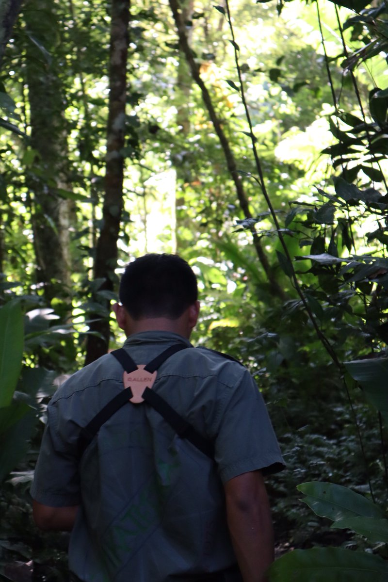 BrynaDeFede's tweet photo. Since all the plants and animals are in danger in the Amazon Rainforest due to the fire, here are some pictures I took when I was there a few months ago. #AmazonRainforest https://t.co/Rmpj5dbRh6