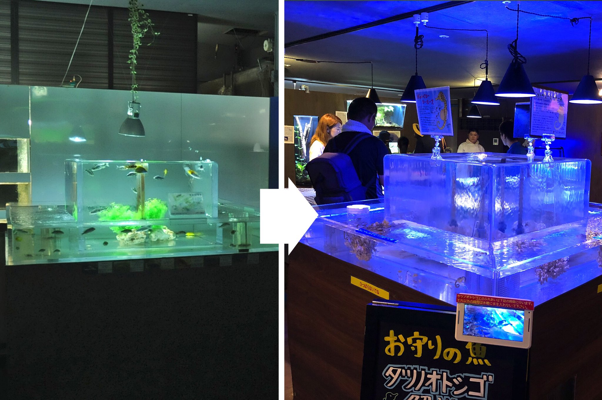 Tweets With Replies By 東京タワー水族館 でした Tta Info Twitter
