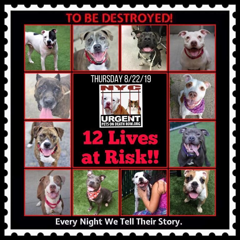 ctmidnightcat's tweet photo. Go here to see all info &amp; make any reservation(s): https://t.co/fJ3fu4T6L9

🚨12 CANINE LIVES AT RISK! They only have until 12 PM Thursday!
 💔TO BE DESTROYED 08/22/19

#urgentpodr #tbdlist #deathrowdogs #NYC #nycdogs #beahero #savealife #dogsoftwitter #doglivesmatter #urgentdogs https://t.co/OnqemAaXAJ