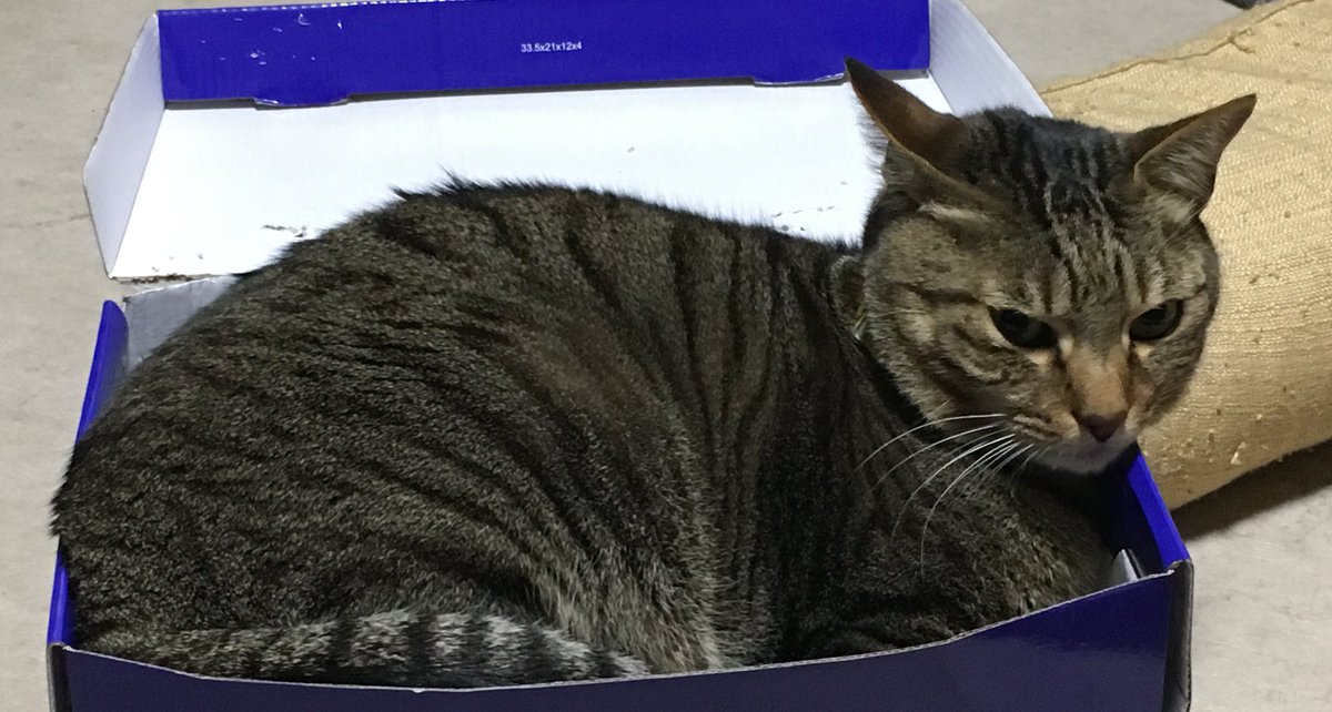 猫が帰ってこなくて、もう1ヶ月弱経ちます。
姫路市野里付近
もし見かけたら連絡お願いします🙇‍♀️
黄色と黒の首輪をつけてます。オスです。

1日でも早く会いたいです( இ﹏இ )お願いします
#迷子 #迷い猫 #拡散希望