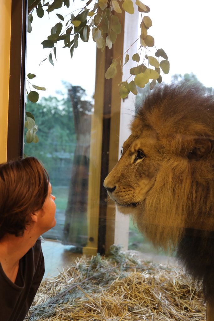 jamala_lodge's tweet photo. Imagine coming face to face with a lion while staying with a pride overnight! 🦁 #lion #lionpride #jamalawildlifelodge https://t.co/SvOHcyNDZb
