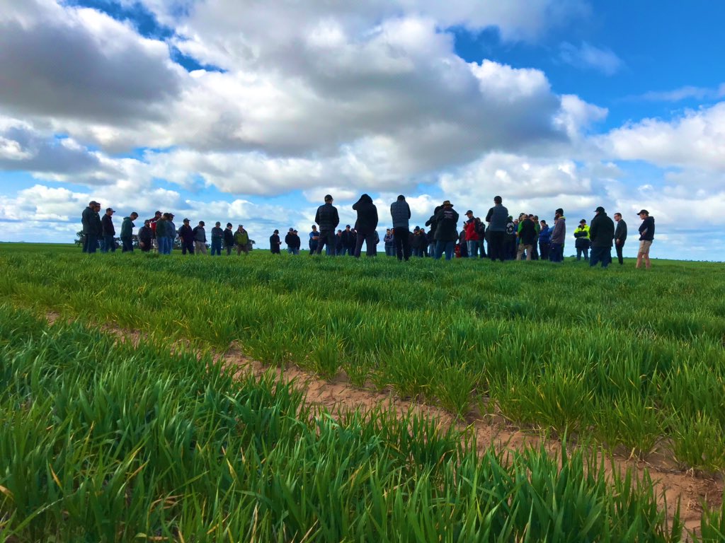 Sean Matthewson (@seanm_dmag_sa) on Twitter photo Some great learnings and insights shared around operational management and long term thinking to improve farms at the <a href="/DodgshunMedlin/">Dodgshun Medlin</a> Nth VIC Mallee Farm Focus day. Great turnout. Some great learnings and insights shared around operational management and long term thinking to improve farms at the <a href="/DodgshunMedlin/">Dodgshun Medlin</a> Nth VIC Mallee Farm Focus day. Great turnout.