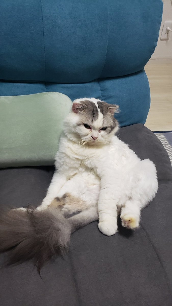 こけ助パパ スコティッシュだけどまったくスコ座りをしなかった白モフ猫もちとら君が 初めてスコ座りっぽい姿勢してた こけ助パパ スコティッシュだけどまったくスコ座りをしなかった白モフ猫もちとら君が 初めてスコ座りっぽい姿勢してた