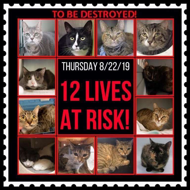 ctmidnightcat's tweet photo. Go here to see all info &amp; make any reservation(s): https://t.co/fJ3fu4T6L9

💔They only have until 12 PM Thursday!
🚨TO BE DESTROYED 08/22/19
#UrgentCats #deathrowcats #NYC #catsofnyc #savealife #BeAHero #SaveThemAll #AdoptDontShop #adoptapet #AdoptACat #fosteracat #CatsOfTwitter https://t.co/2X6Y98Bh5D