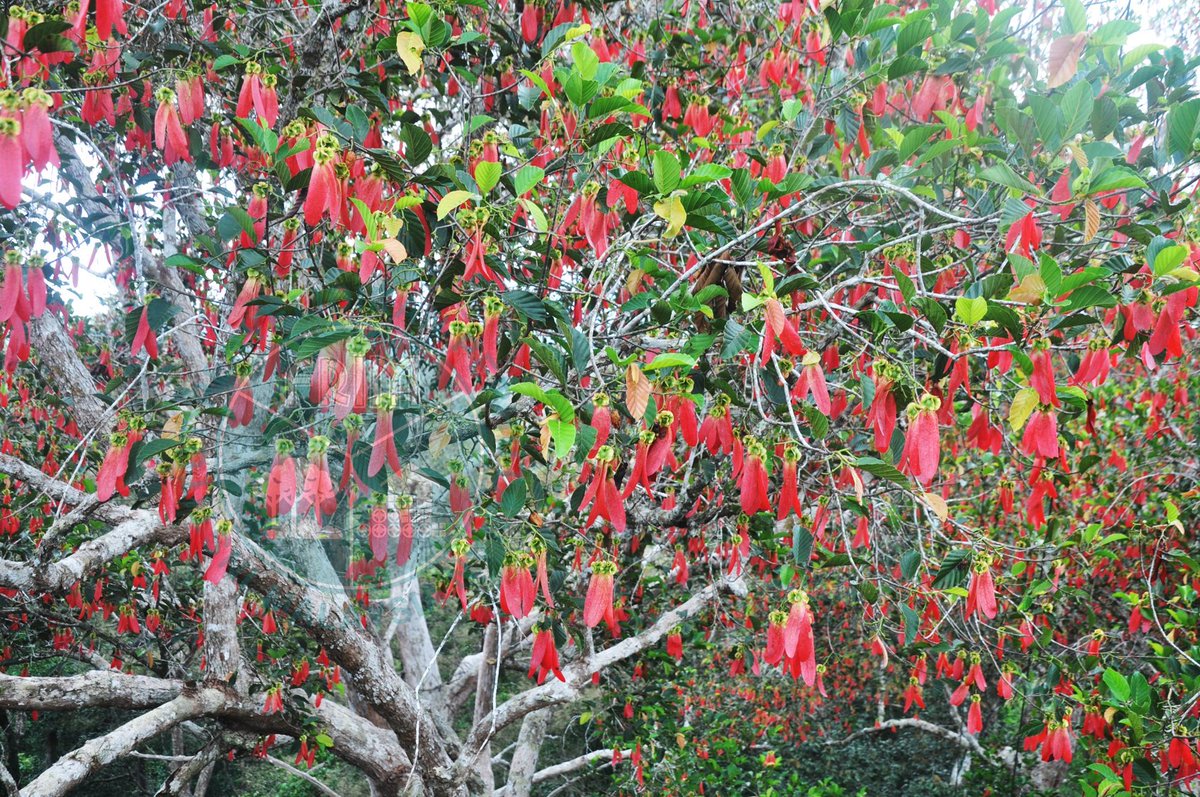 FRIMKepong's tweet photo. @FRIMKepong, @ForestGEO, USA & National Dong Hwa University (NDHU), Taiwan study flowering/fruiting (phenology) in FRIM Research Station Pasoh (SPF Pasoh) since 2001.
General flowering recently provides opportunity to study the plants behaviour.
#SPFPasoh #GeneralFlowering https://t.co/VLA73PXooH