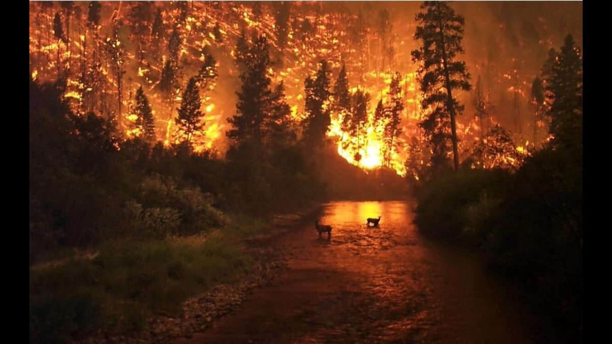 JyothiVignesh's tweet photo. It’s such a catastrophic situation, still no one cares, rain forest 🌳 burning, glaciers melting, species getting extinct and we are worried about profit margins, when we’ll realize that we can’t eat, drink or breath money 💵!!!!!

#PrayforAmazonia #AmazonRainforest https://t.co/J9qnL9e19r