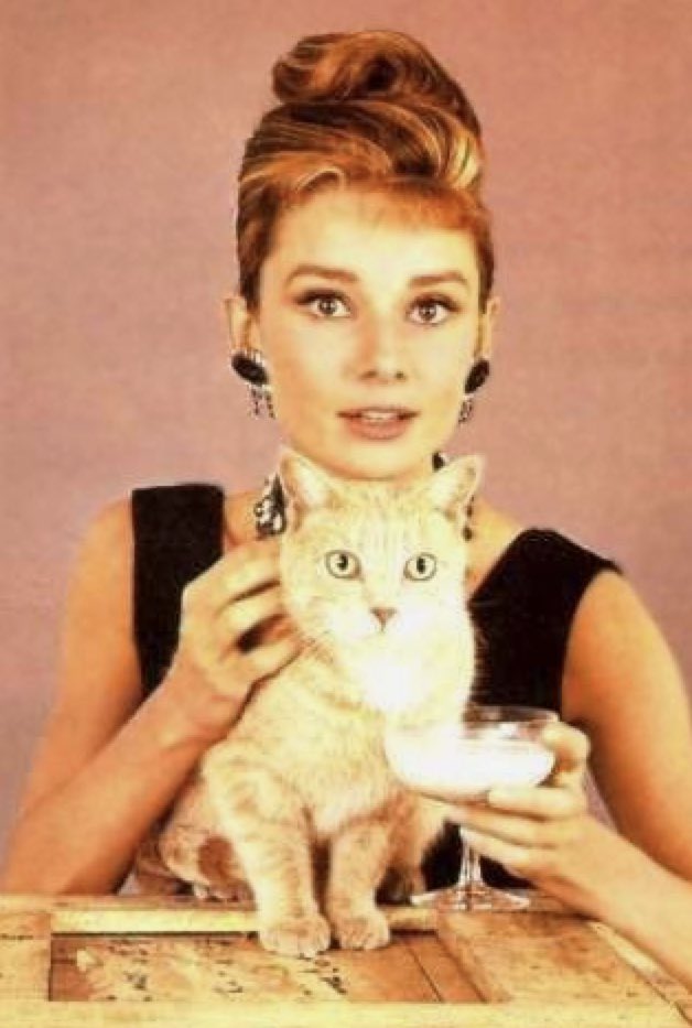 Lyra Sky على تويتر She S So Cute T Co Svdnetzybi Mycat 世界猫の日 Audreyhepburn Beautiful Cat Cute 好き 可愛い Catday オードリーヘップバーン 世界ねこの日 世界平和 猫 無言で猫の写真をあげる見た人もやる Cool Awesome