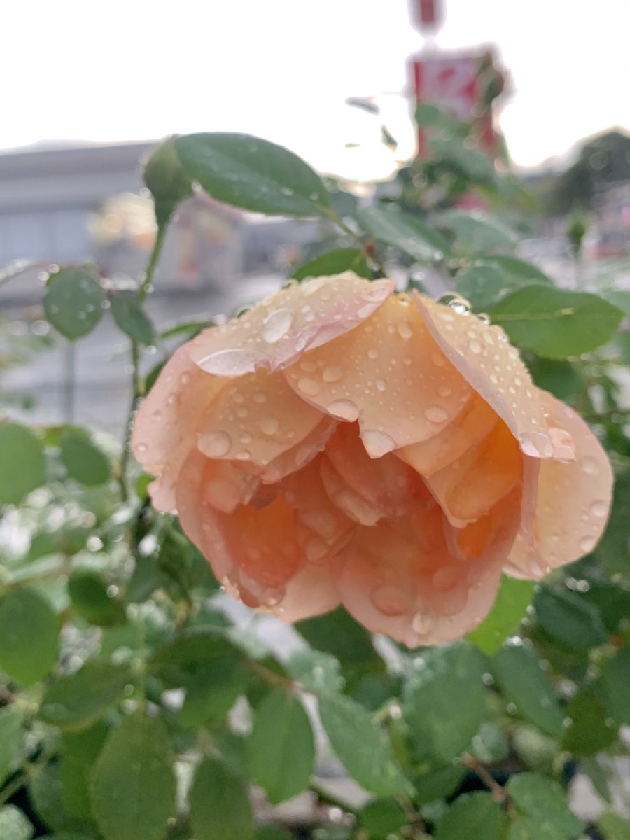 studio_ishii's tweet photo. ひと雨ごとに秋になりますね。
https://t.co/LBmgV75tgh

#フォトスタジオ #ロケーション撮影 #札幌写真館 #七五三撮影 https://t.co/HS4iCxqkam