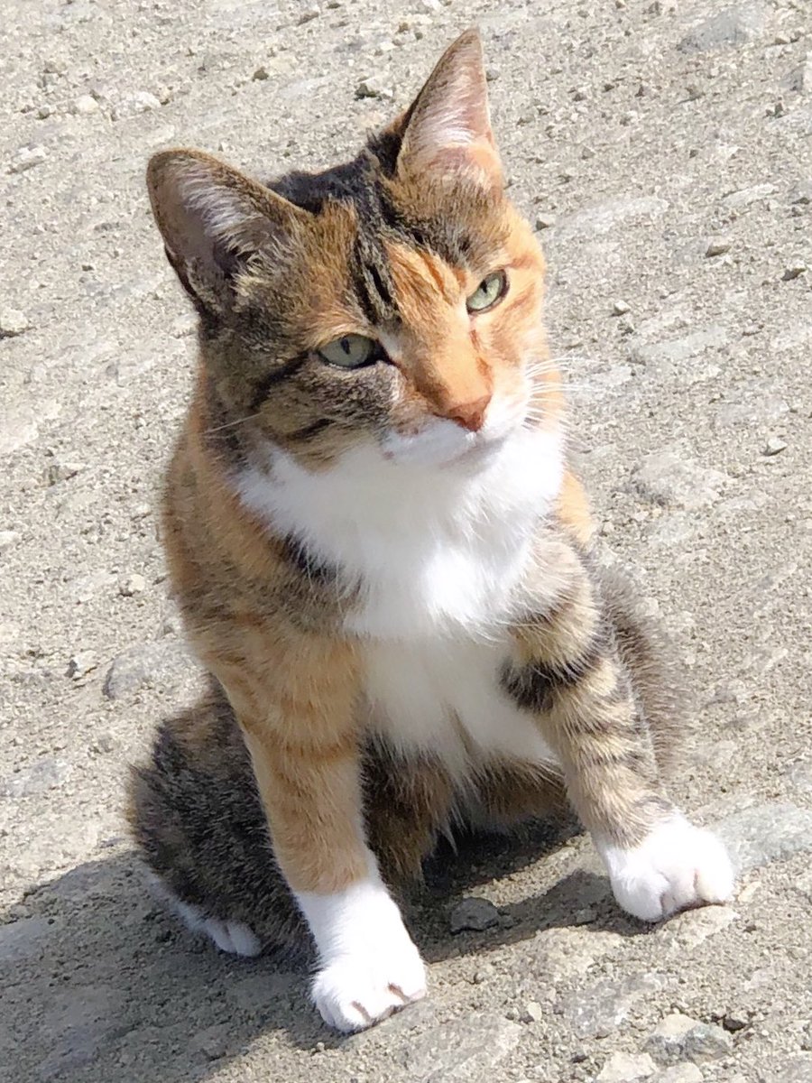 Kitten Holic Very Goodな１日をお過ごしください ブラックベリー ラズベリー イエロー ラズベリー 猫 19才 猫雑貨 猫グッズ 北海道 札幌 高齢猫 老猫 家庭菜園 ブラックベリー ラズベリー イエローラズベリー T Co