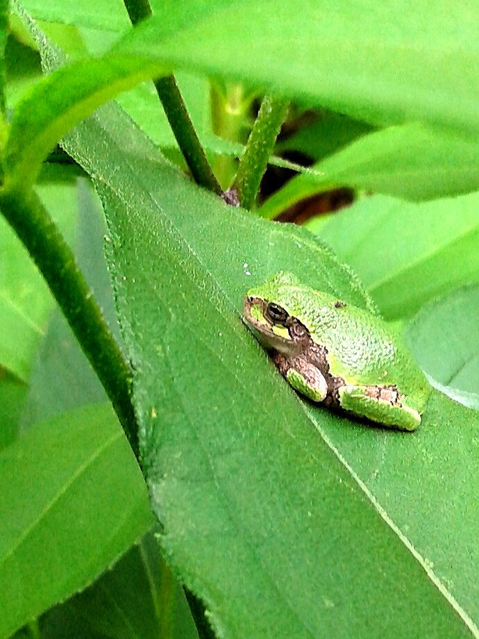 suzynotes's tweet photo. Saw my 1st #greenfrog of the season today! Found this lil green #graytreefrog Sunday! Many green/brown #leopardfrogs now! No toads seen lately now the #frogs are here @tegan4618 @Finchfieldart @scubadiver5 @CatharineYogi @kowalat @Marina935home @MarkC_Avgi @edge_nature @tanya_l_p https://t.co/sERiC5MJja