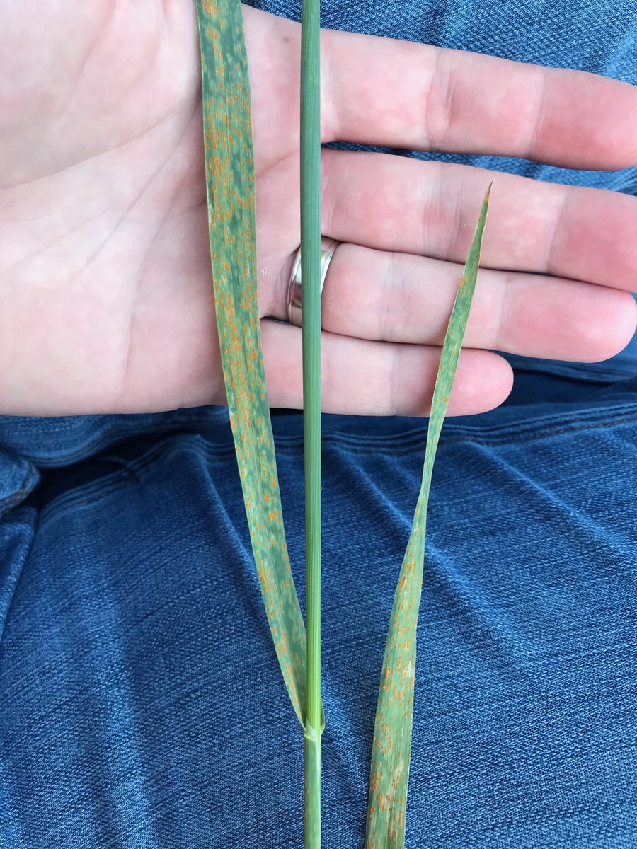 “I’m going to plant oats as a cover crop so I can get some good hay/straw this fall.” ...rust anyone?