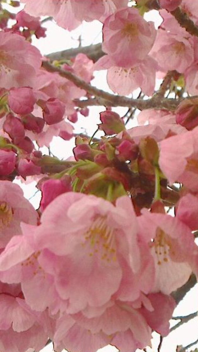 Ishihara tweet media