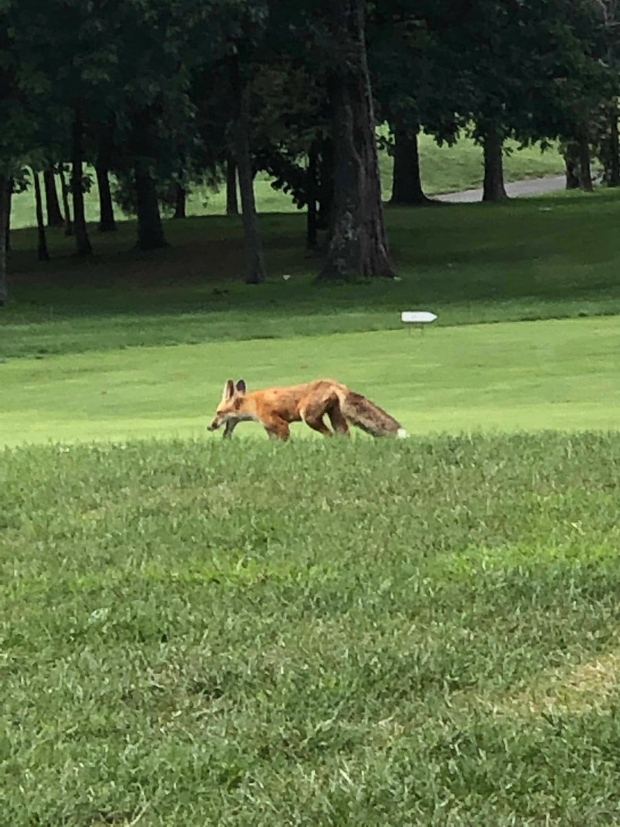 LBSSGolf's tweet photo. Please meet or newest Bruin Golfer, Keith.  He hung out with one our groups on the back nine at Twin Lakes. https://t.co/5XkakYapYA