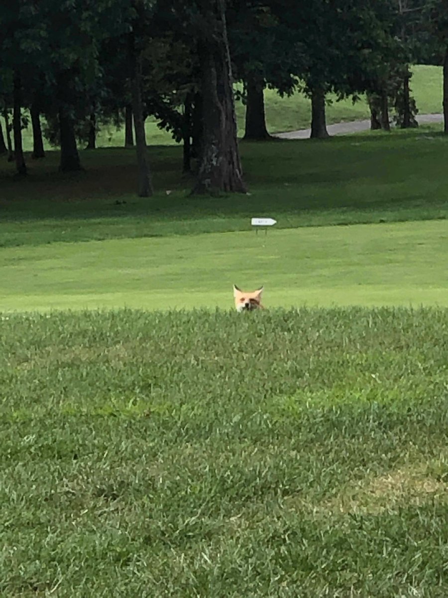Please meet or newest Bruin Golfer, Keith.  He hung out with one our groups on the back nine at Twin Lakes.